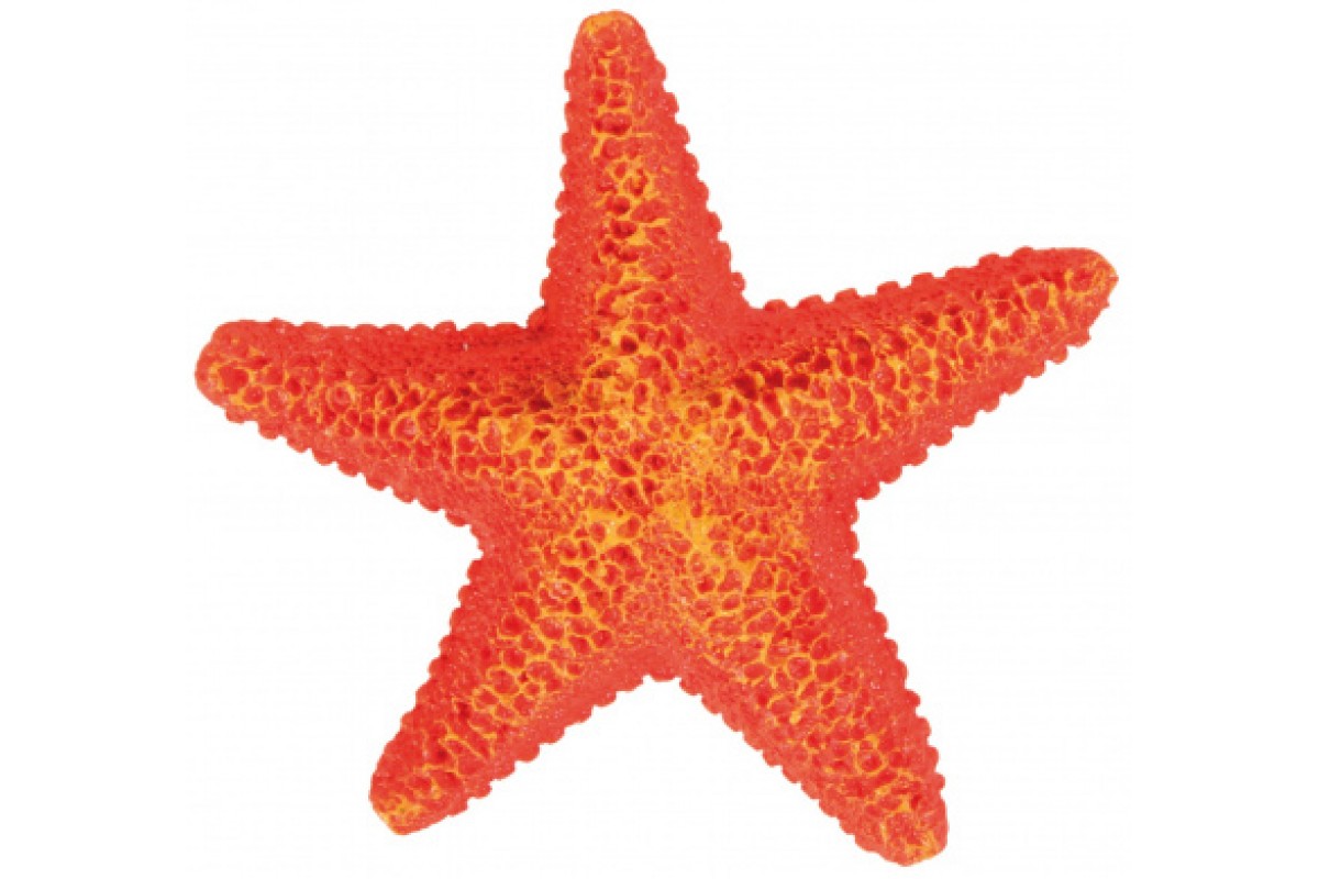 Estrellas de mar disecadas